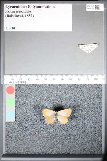 Media type: image;   Entomology 52111